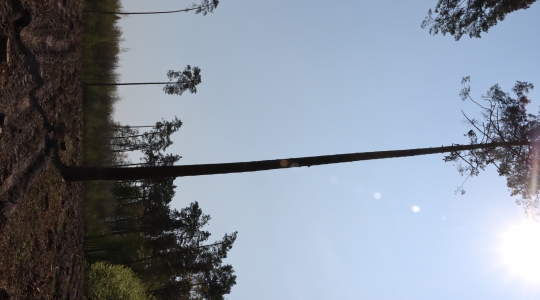 Zdjęcie 15 - Łączą Nas Drzewa - akcja nasadzeń w kraśnickim lesie
