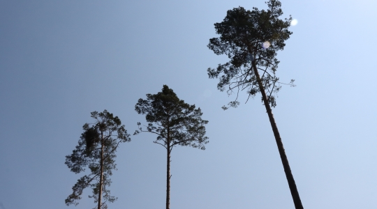 Zdjęcie 17 - Łączą Nas Drzewa - akcja nasadzeń w kraśnickim lesie