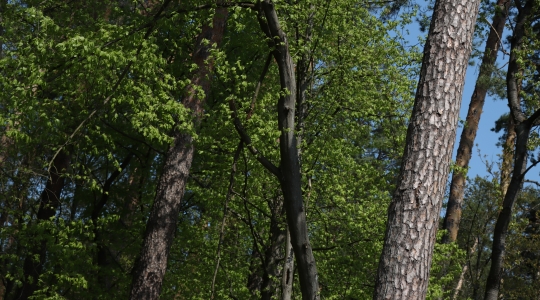 Zdjęcie 22 - Łączą Nas Drzewa - akcja nasadzeń w kraśnickim lesie
