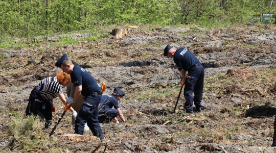 Zdjęcie 55 - Łączą Nas Drzewa - akcja nasadzeń w kraśnickim lesie