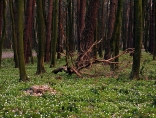 Zdjęcie - Tymczasowy zakaz korzystania z lasów